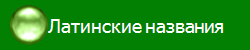 Латинские названия